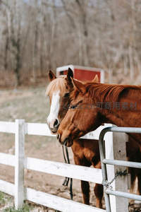 双马并肩倚靠栅栏共享午后时光