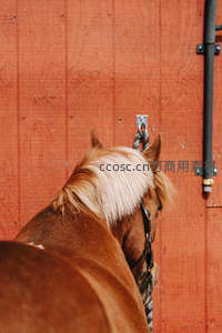 红墙前的马背剪影，鬃毛飞扬