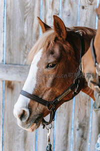 马匹特写：温柔眼神与白色条纹