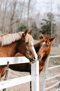 牧场围栏旁的亲密双马，依偎相伴