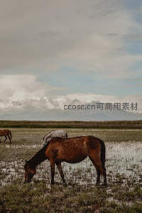 湿地中马群悠然觅食的田园景象
