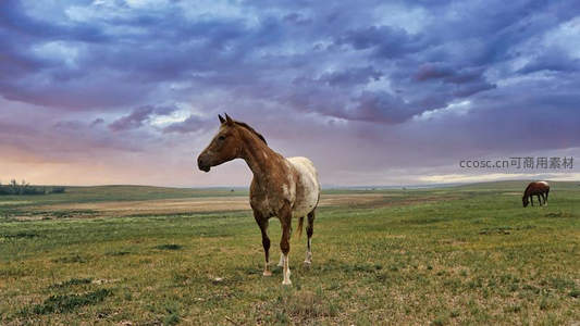 草原上孤马凝望远方