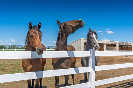 三匹马探头围栏好奇张望