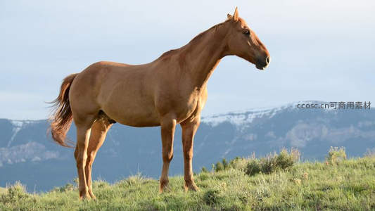草原骏马远眺雪山之巅