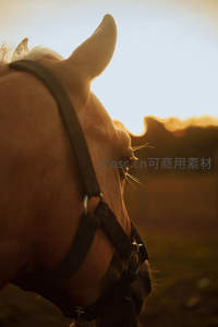 夕阳侧光下马匹耳部特写展现柔美轮廓