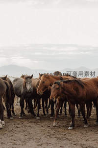 草原马群在山峦背景下的宁静时刻