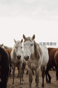 两匹白马凝视镜头，眼神温柔而深邃