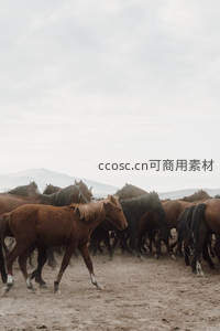 马群奔腾扬起尘土，动感十足的草原场景