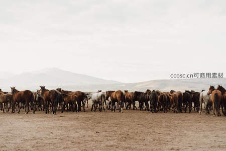 辽阔草原上整齐排列的马群背影