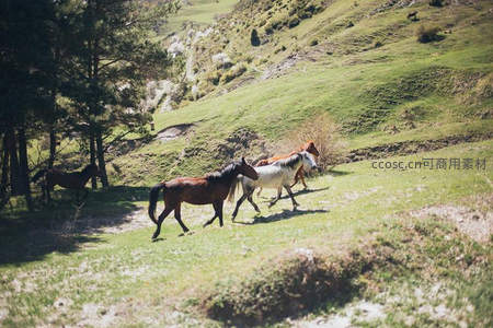 群马奔腾于青翠山谷间