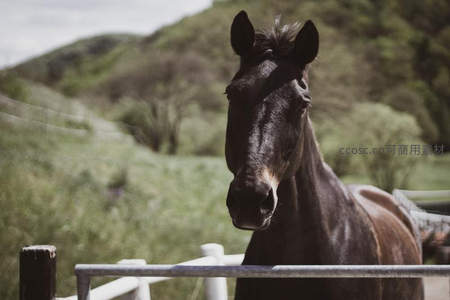 黑马凝视镜头特写