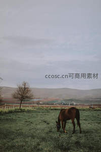 孤马低头吃草远山如黛