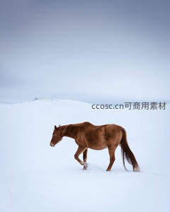 孤马踏雪行于苍茫雪野之中