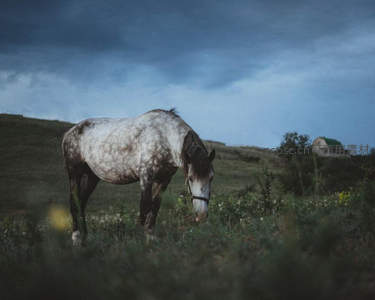 草原暮色中斑驳白马低头觅食