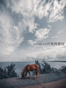 海岸悬崖棕马俯瞰碧海蓝天