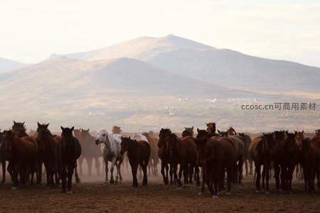 群马奔腾于山野尘土飞扬