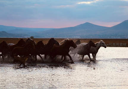 马群踏浪溅水映霞光