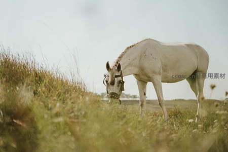 草原上白马低头吃草的宁静瞬间