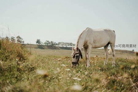 阳光下的白马悠然漫步于花丛草地