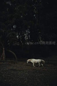 林间白马缓步，暗影中显孤寂