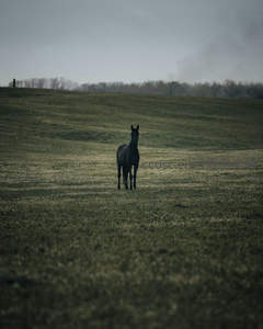 孤马伫立广袤绿野暮色苍茫