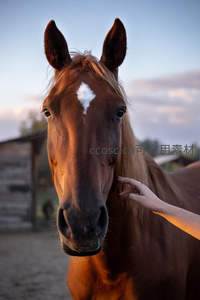 夕阳温柔，人手轻抚马首情深