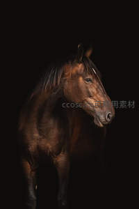 深色背景中马匹沉静侧脸特写