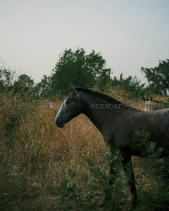 草丛中灰马侧颜静谧优雅