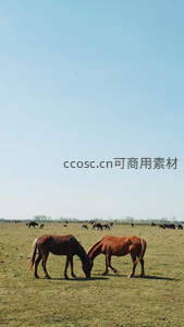 广阔草原上马群悠闲觅食