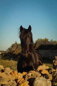 黑骏马伫立石墙前凝视镜头
