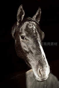 黑白光影下的骏马侧颜特写