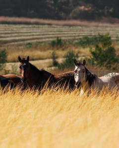金黄麦田间两匹骏马悠然伫立