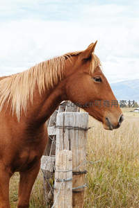 棕马倚柱凝望，田园风光静谧如画