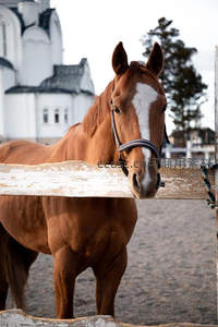 棕马探头木栏，背景古堡静谧