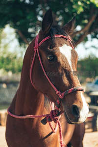 红绳缰绳系棕马，树影斑驳温柔