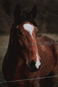 带白斑额头的马匹特写