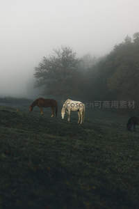 雾中草地上吃草的马