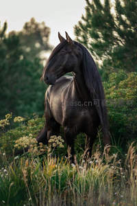 黑骏马伫立花丛中静谧如画