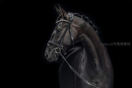 黑骏马优雅侧颜，暗影中尽显高贵