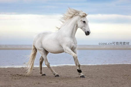 白马踏浪沙滩，鬃毛飞扬如风