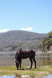 湖畔黑骏低头饮，青山倒影水中央