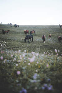 花海草原群马悠然，春日牧歌诗意盎然