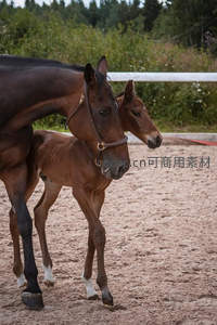 母马幼驹沙场相伴，温情脉脉依偎前行