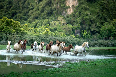 群马奔腾：穿越湿地的野性之美