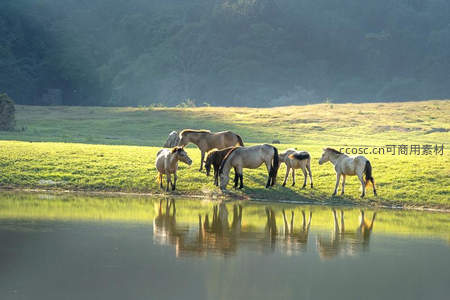 湖畔马群静饮水，晨光倒影如画卷