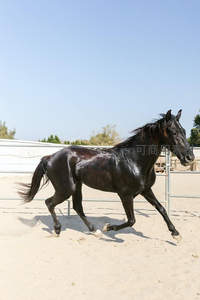 黑马沙场扬蹄疾，矫健身姿展英姿