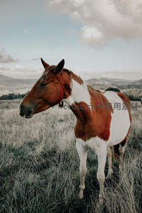 旷野中独立骏马，远山云影伴其身