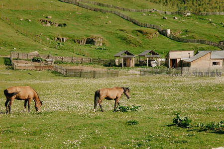 绿野牧马悠然食草，田园风光如画卷