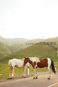 山野公路上的双马依偎，绿意盎然