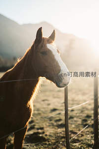 晨曦微光里，棕色骏马侧脸温柔凝望